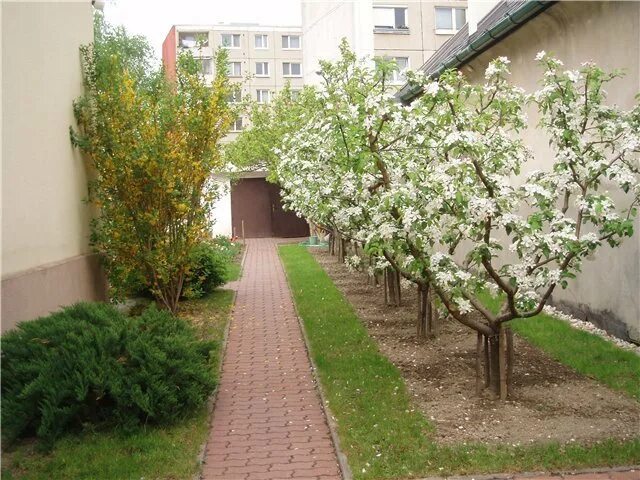 Как формировать сад
