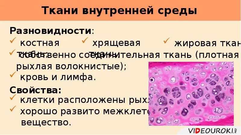 В состав основного вещества соединительных тканей входят