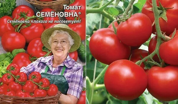 Урожайность томата семеновна. Томат Семеновна Уральский Дачник. Томат семёновна высота куста. Томат Семеновна. Семена помидор Семеновна.