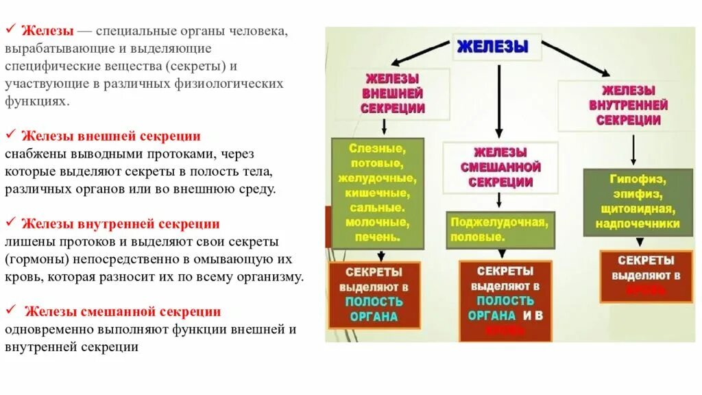 Железы внешней секреции выделяют вещества