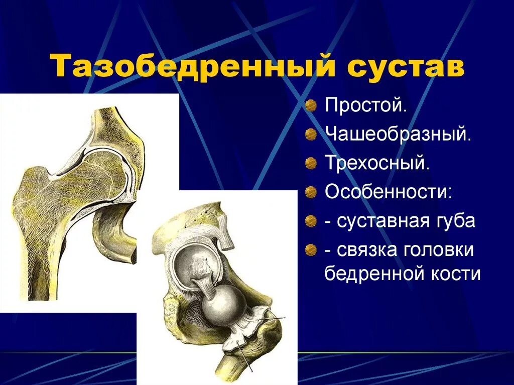 Тазобедренный сустав анатомия классификация. Характеристика тазобедренного сустава анатомия. Анатомическая классификация тазобедренного сустава. Чашеобразный тазобедренный сустав. Функции движения суставов