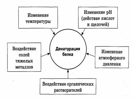 Денатурация факторы вызывающие денатурацию