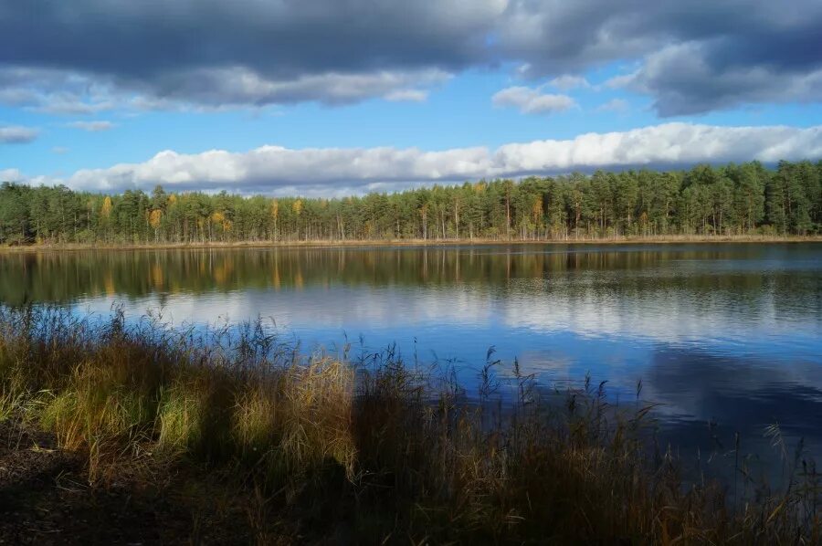 Озерк. Озеро Родионово Сосновский район. Озеро Рой Сосновский район Нижегородская область. Озеро Родионово Сосновское. Родионово озеро Нижегородская область.