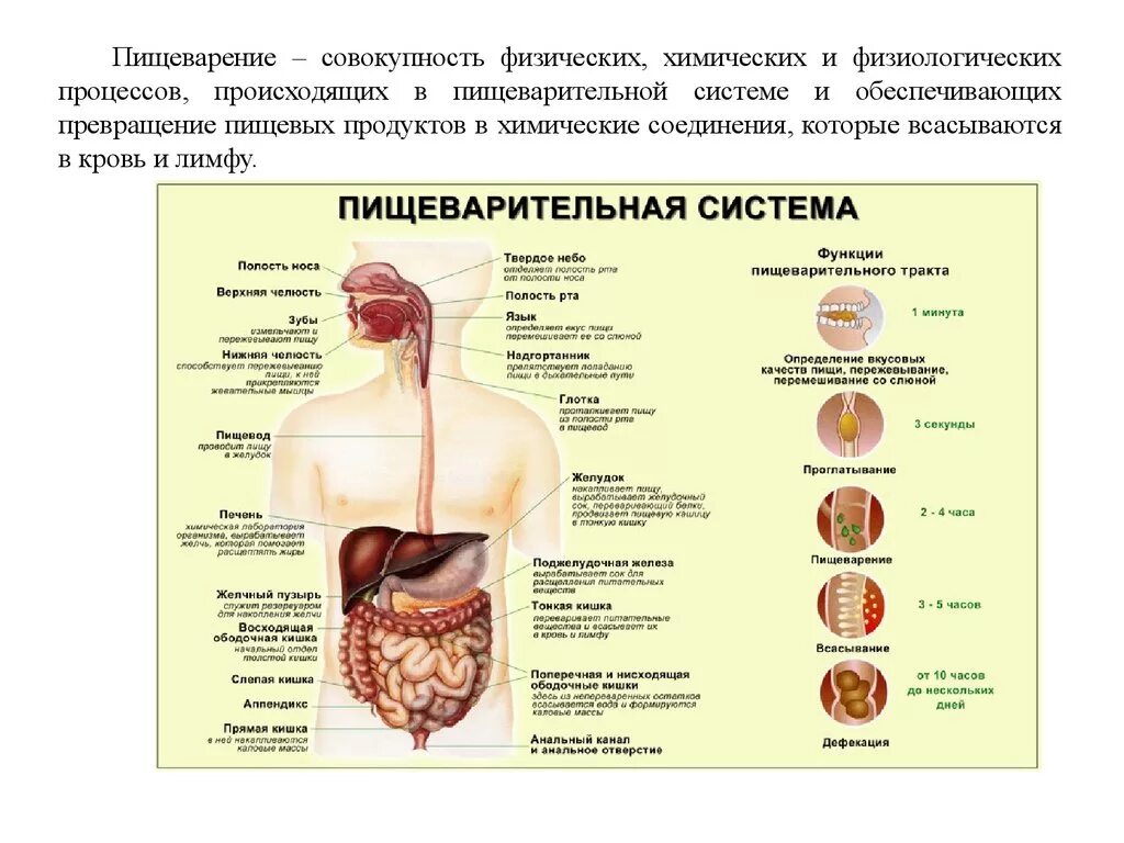 Движение пищи по пищеварительной системе схема. Основные симптомы болезней органов пищеварения. Структура и функции пищеварительного тракта схема. Пищеварение (орган - строение -процессы).