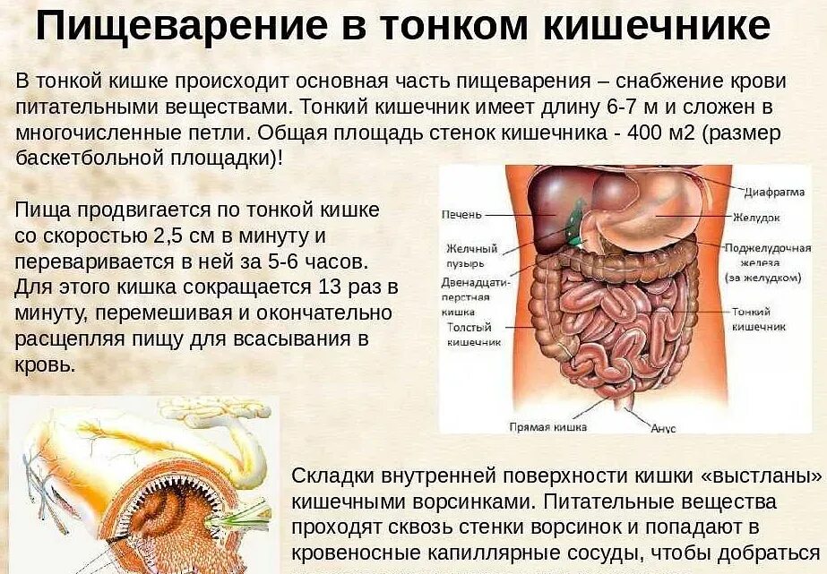 Кишка тонка значение