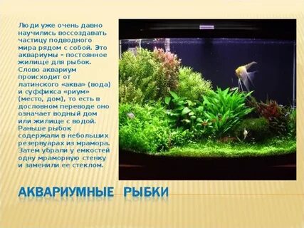 Аквариум текст
