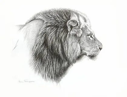 Лев рисунок с боку