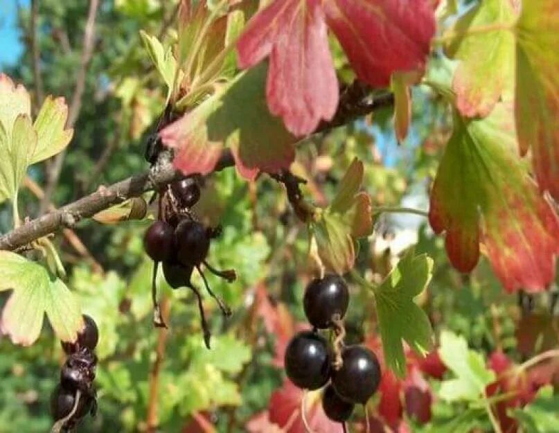 Паутинный клещ смородина. Смородиновый почковый клещ. Паутинный клещ черная смородина. Почковый клещ смородины меры борьбы.