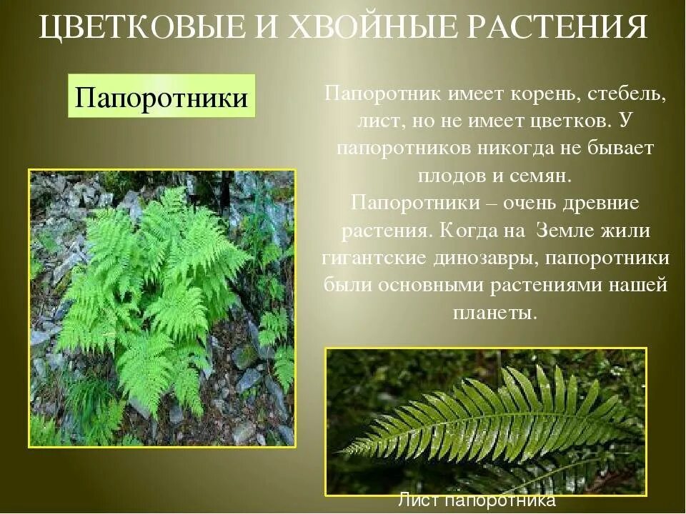 Какой тип питания характерен для орляка. Папоротник орляк цветет. Папоротник орляк семена. Папоротник хвойное или лиственное растение. Папоротник орляк красный.