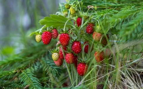 Forest berries