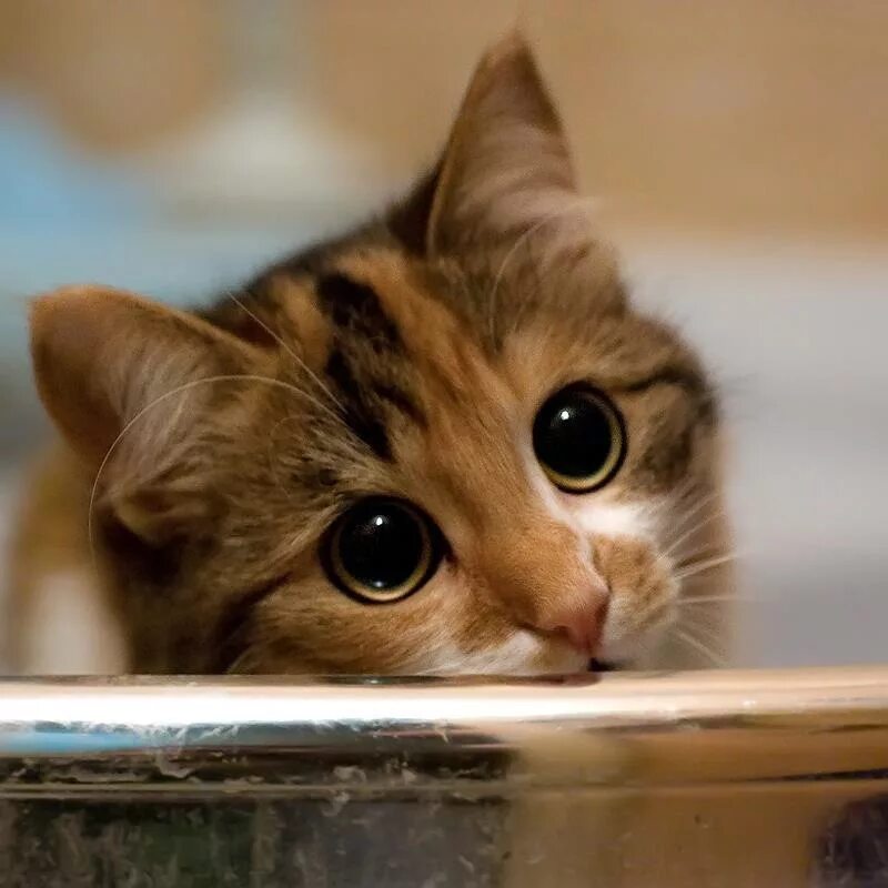 Как дела скучала. Жалобный котик. Милые глазки. Котенок с милыми глазками. Милые глаза котенка.