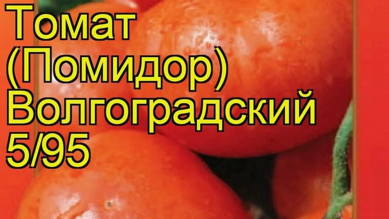 Томаты сорт папина дочка. Помидоры волгоградские. сорт помидор волгоградский 595. помидоры папина дочка. папина дочка томат фото.