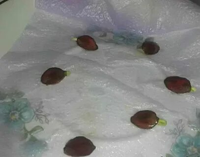 Почему не все набухшие семена всходят