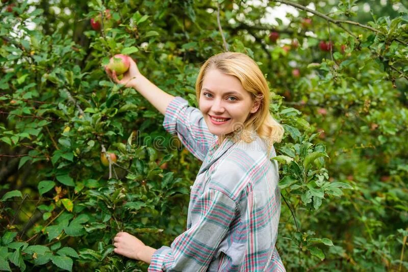 We are gathering apples in the garden. Девушка сбор яблок. красивые девушки собирают яблоки. gather apples picture.