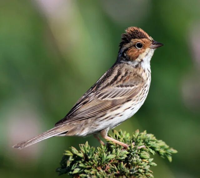 овсянка крошка птица. овсянка-крошка овсянковые. овсянка крошка. овсянка крошка фото. овсянка сибирская.
