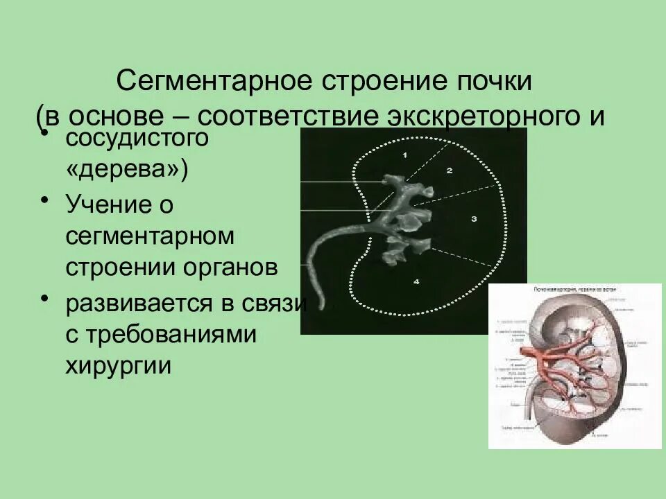 Сегментарное строение почки. Структуры экскреторного дерева почки. Экстретрное дерево аочки.