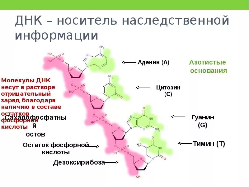 Днк 26.03 24. ДНК носитель наследственной информации. Молекула ДНК носитель наследственной информации. ДНК как носитель генетической информации. Роль ДНК как носителя информации.