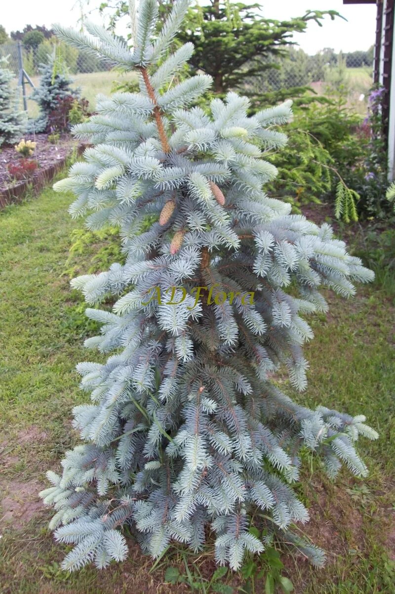 Ель колючая pungens. Ель колючая (Picea pungens glauca) c35. Ель голубая Picea pungens. Ель колючая (Picea pungens glauca globosa) pa. Ель колючая (Picea pungens hoto).