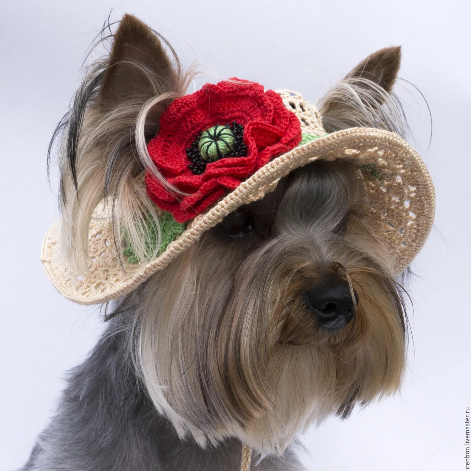 Пес шляпа. Кепочка для йоркширского терьера. Шляпки для собак. Собачка в шляпке. Шляпка для Йорка.