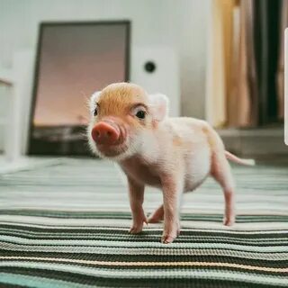 Мини пиги маленькие домашние свинки