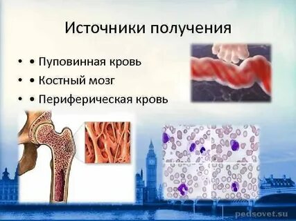 Стволовые клетки костного мозга