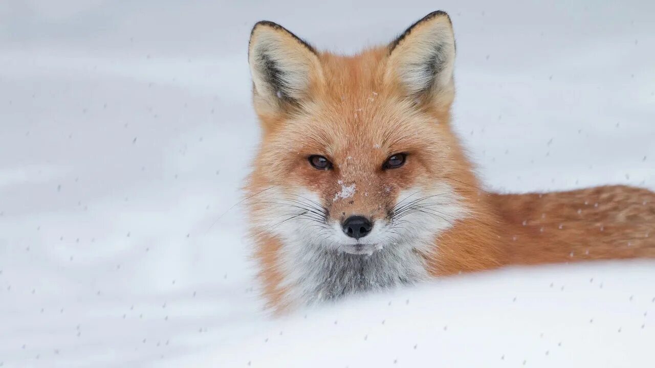 Fox animal