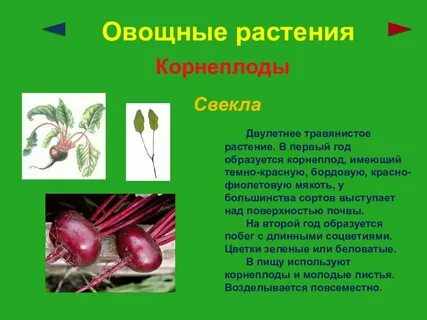 Свекла образует корнеплоды