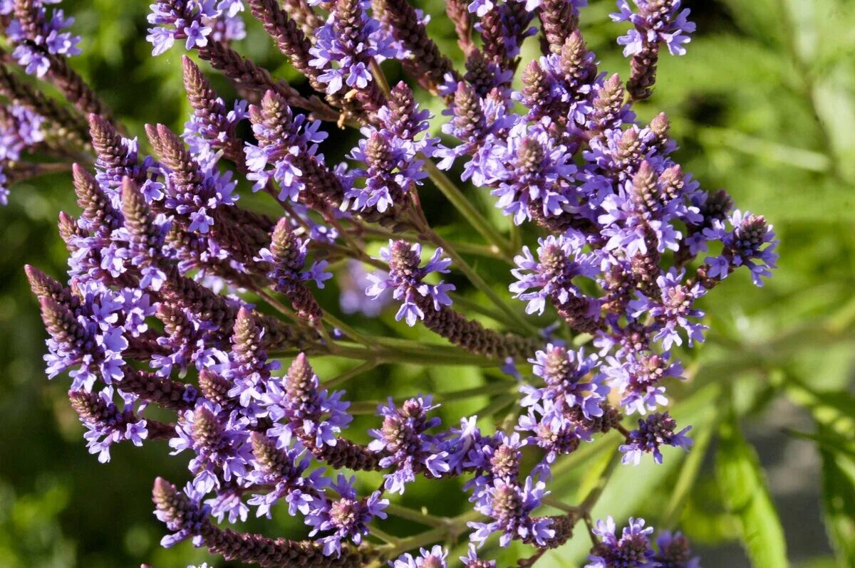 Вербена что делает. Verbena officinalis. Вербена обыкновенная. Вербена дикорастущая. Растение Вербена лекарственная.