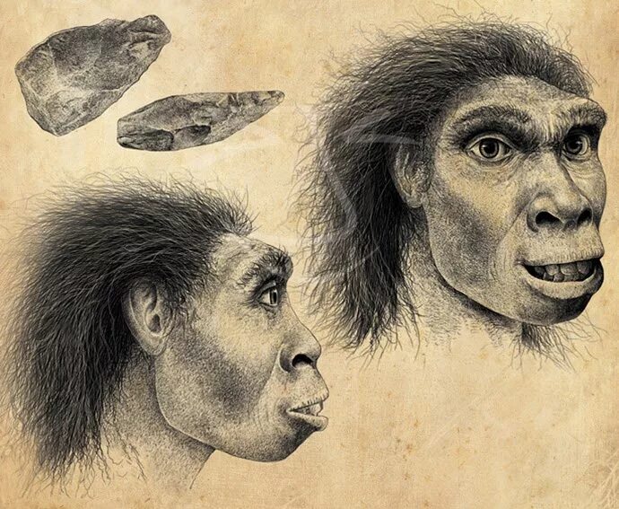 Архантропы (homo Erectus). Человек прямоходящий homo Erectus. Homo Erectus =синантроп=питекантроп. Человек прямоходящий хомо Эректус. Вид человек прямоходящий