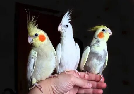 Танцующие кореллы