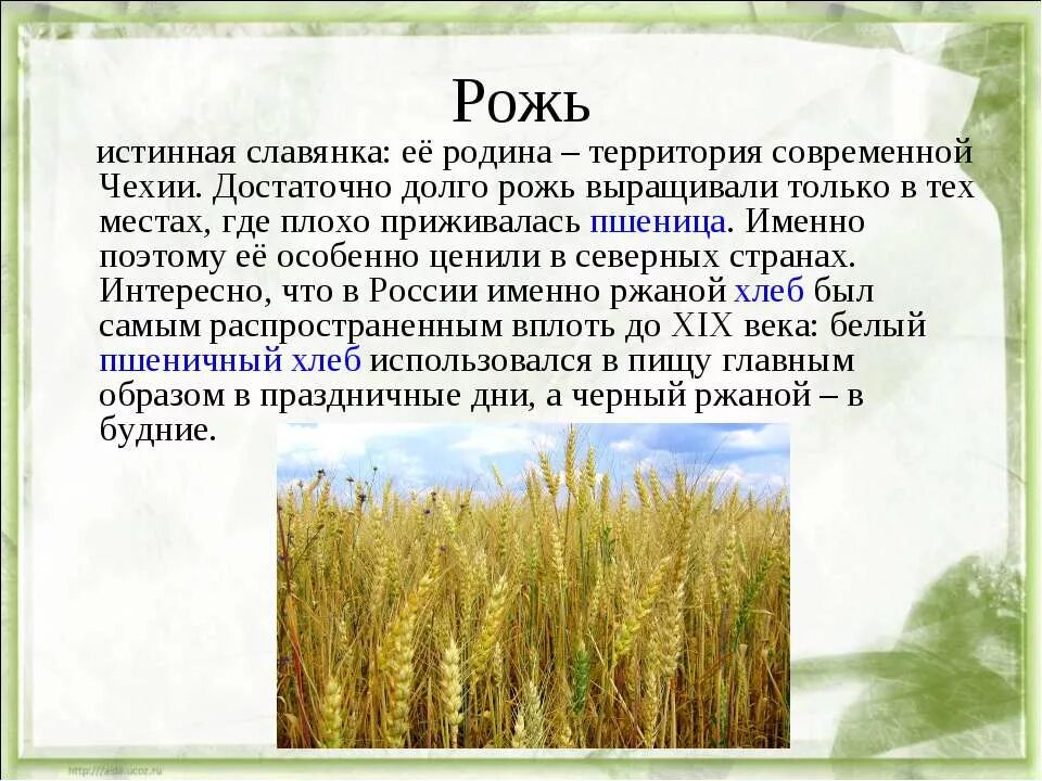 отрасли плодоводства. отрасли растениеводства растения. сообщение о ржи. отрасли растениеводства. интересные факты о картофеле.