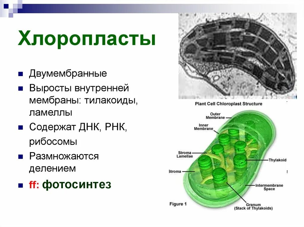 Хлоропласты содержат днк