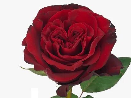 Rose hart