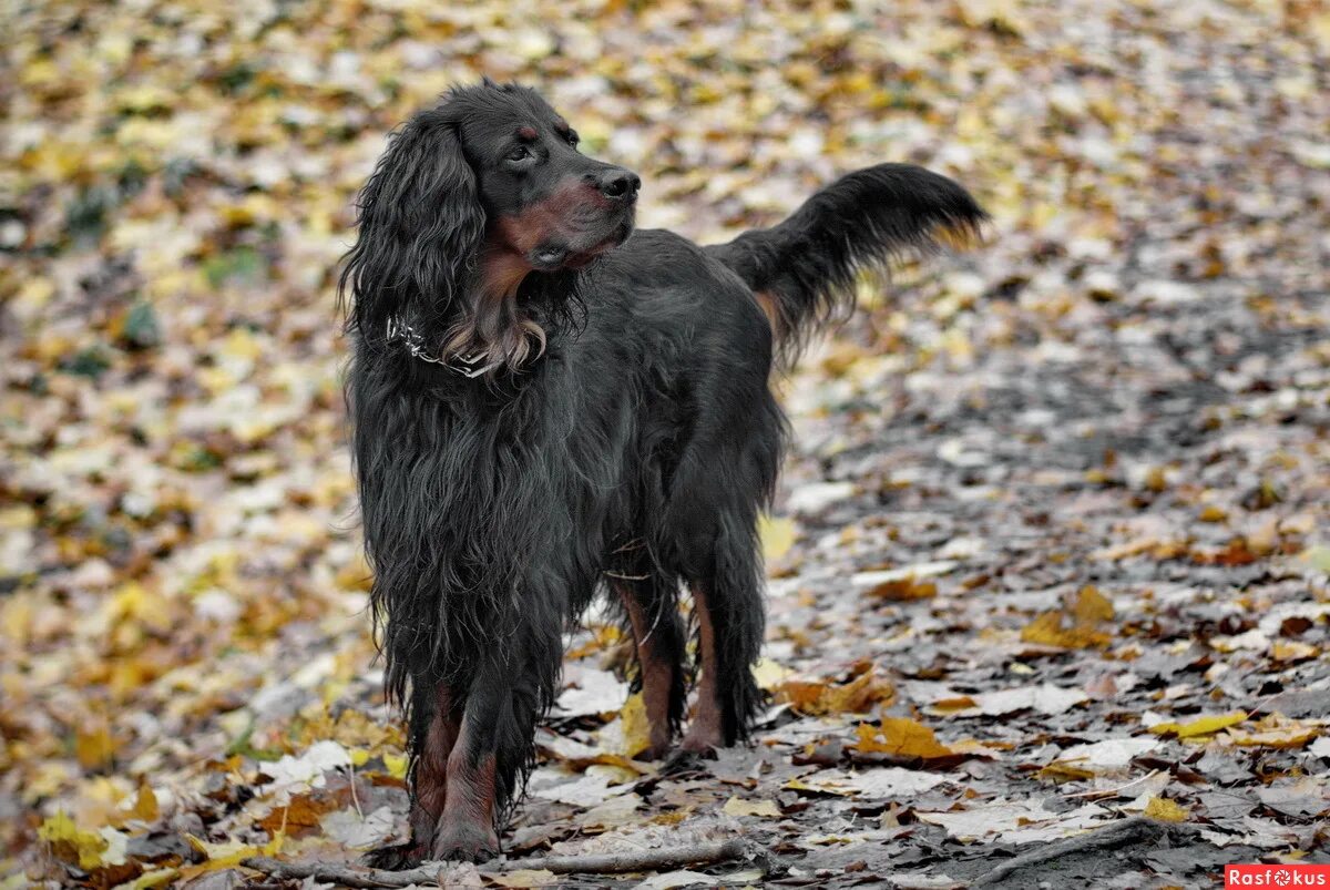 и легавая застыла чутко