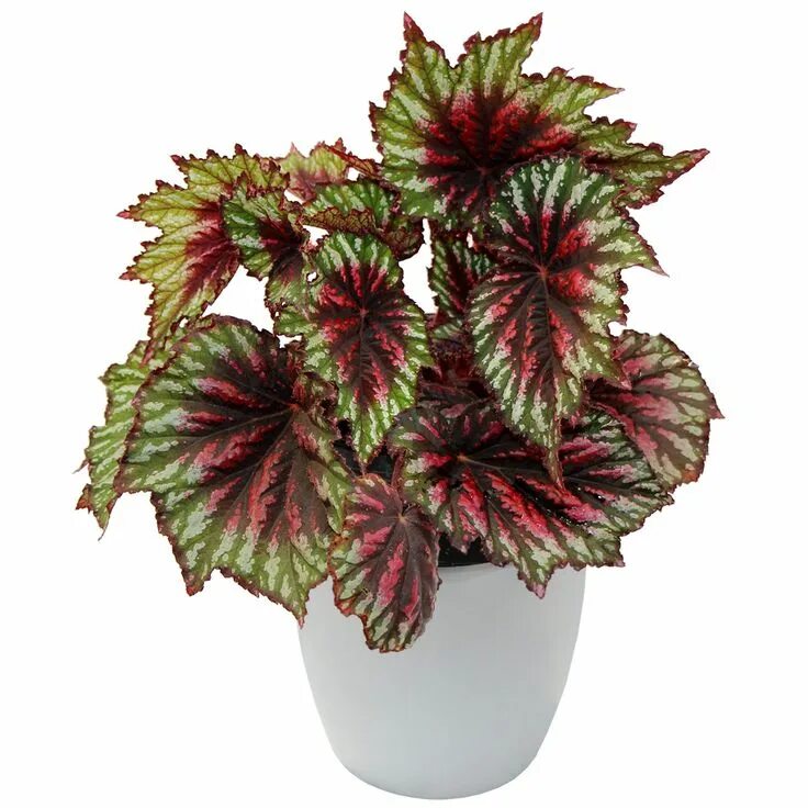 Купить Семена Бегония высокая махровая (Begonia elatior) "Charisma F1" (scarlet)