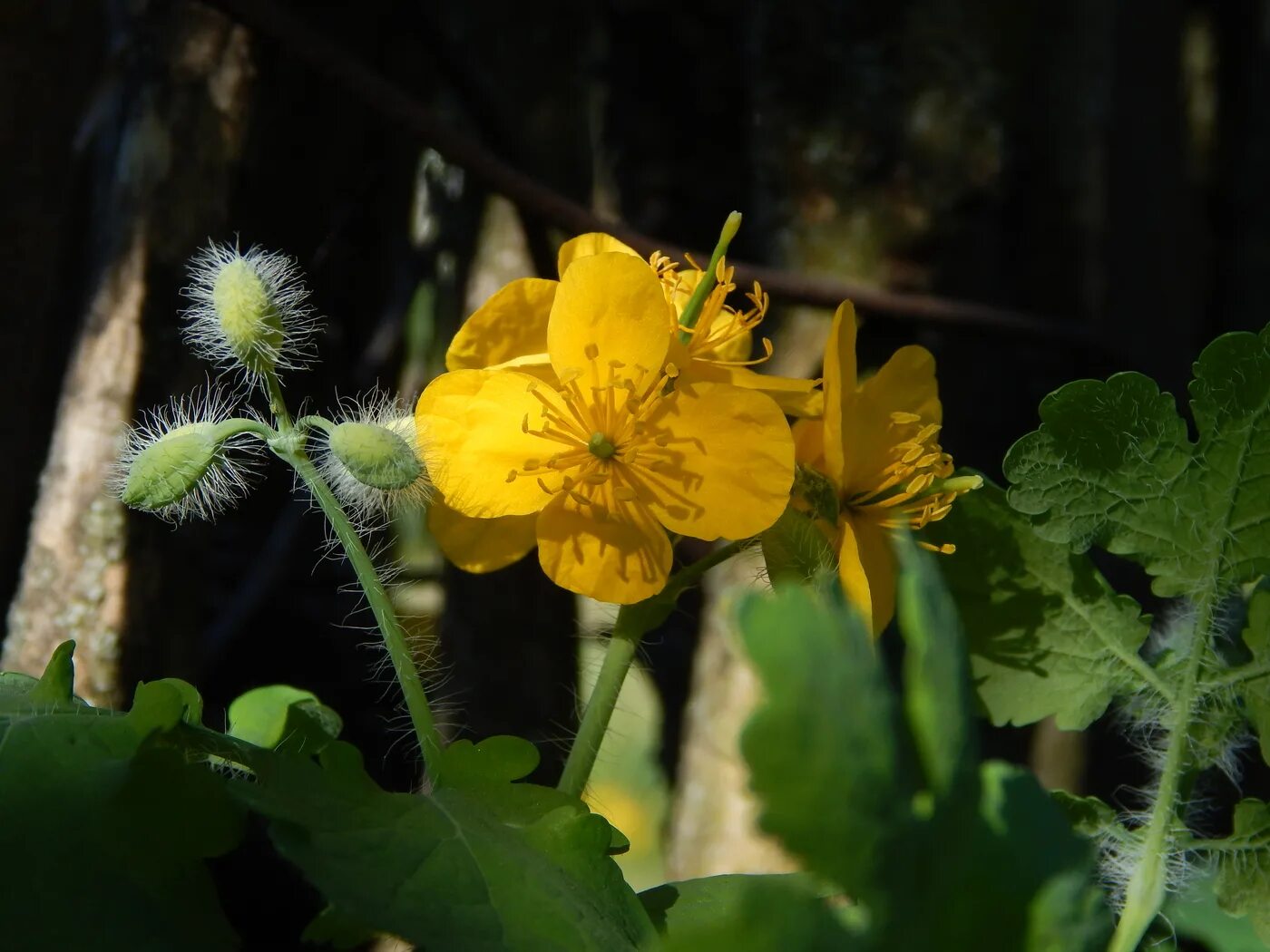 Chelidonium majus. Чистотел болотный. Чистотел Алтай. Чистотел Фармакогнозия.