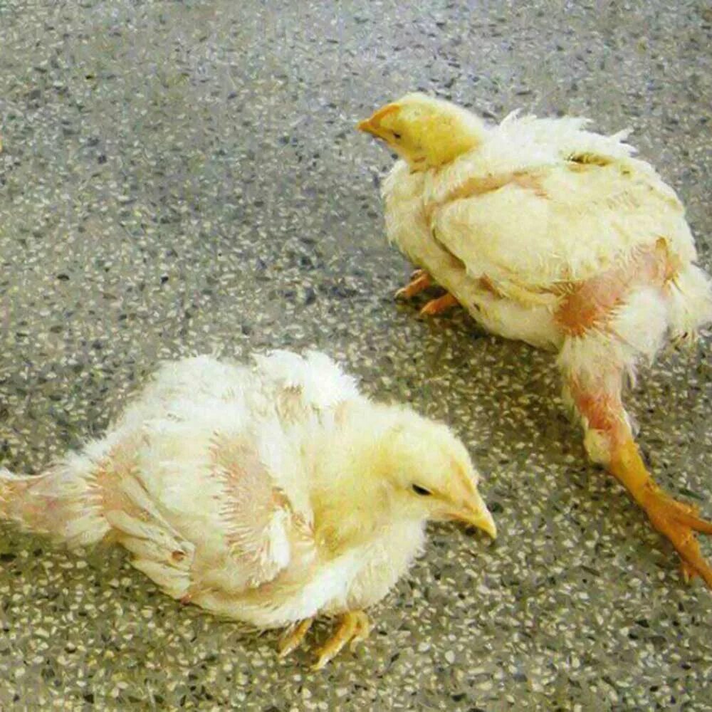 22 Macam Jenis Penyakit Pada Ayam dan Cara Mengobatinya Gumboro/Infectious bursa
