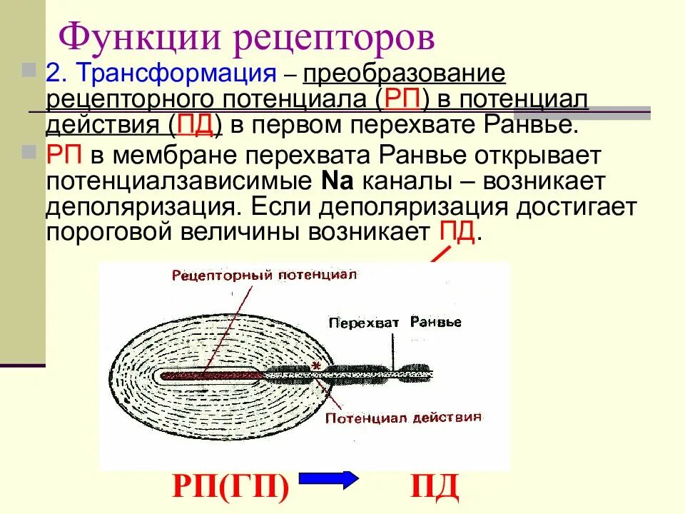 Основная функция рецептора. Функции рецепторов физиология. Рецепторы функции рецепторов. К функциям рецепторов относятся:.