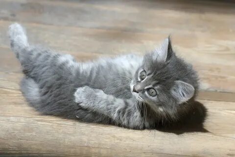 Питомец кошка