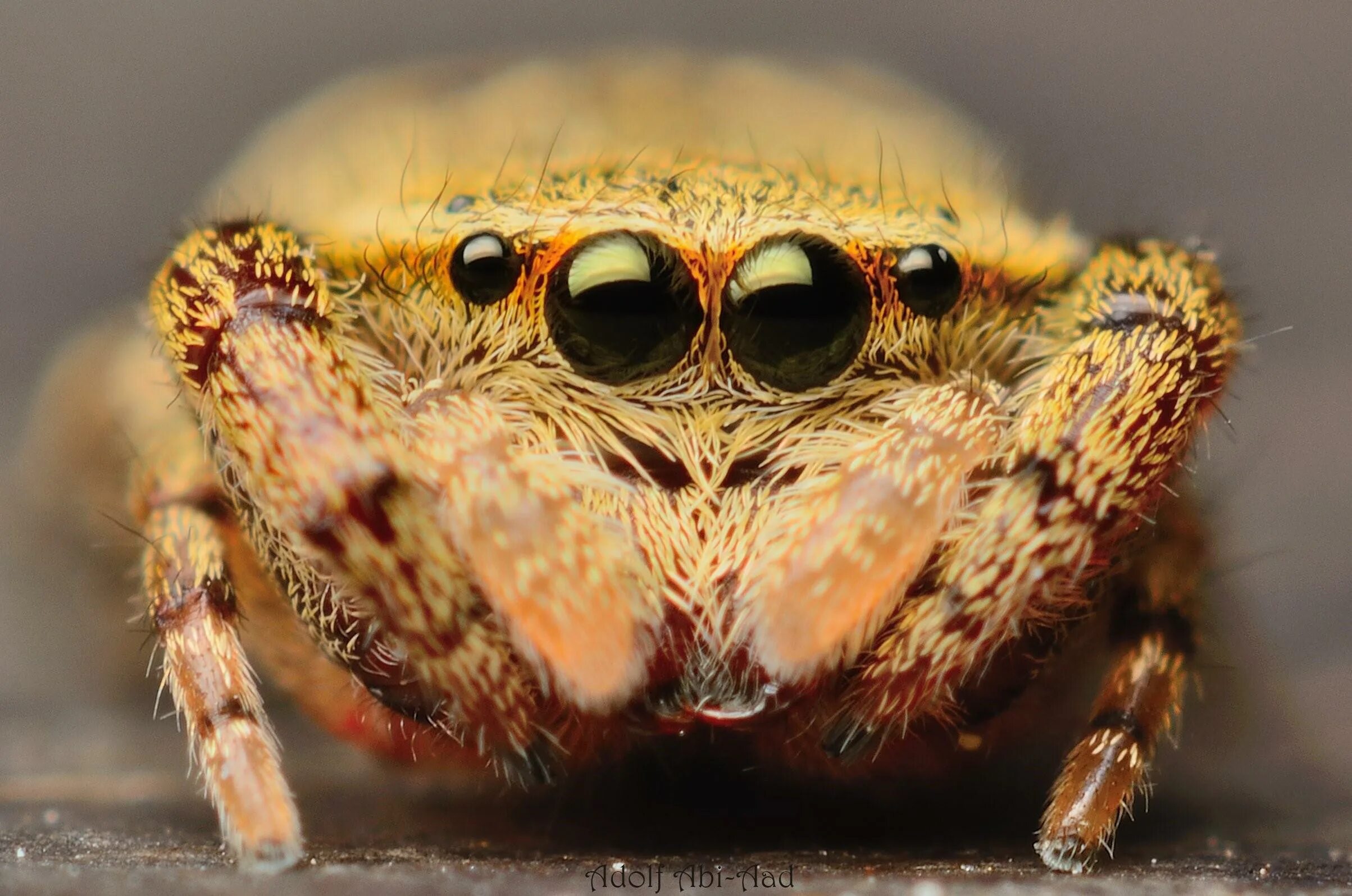 Паук крестовик большой. Паук крестовик. Паук крестовик под микроскопом. Оранжевый паук крестовик. Паук крестовик членистоногое.