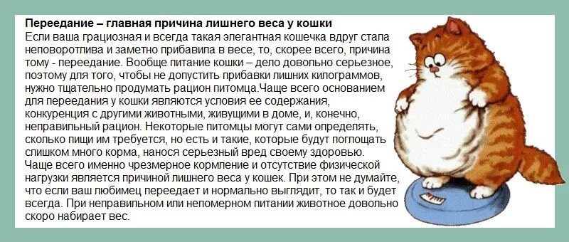 Лишний вес у кота. Избыточный вес у кошки. Степени кошачьего ожирения. Как определить лишний вес у кота. Весы для собак и кошек