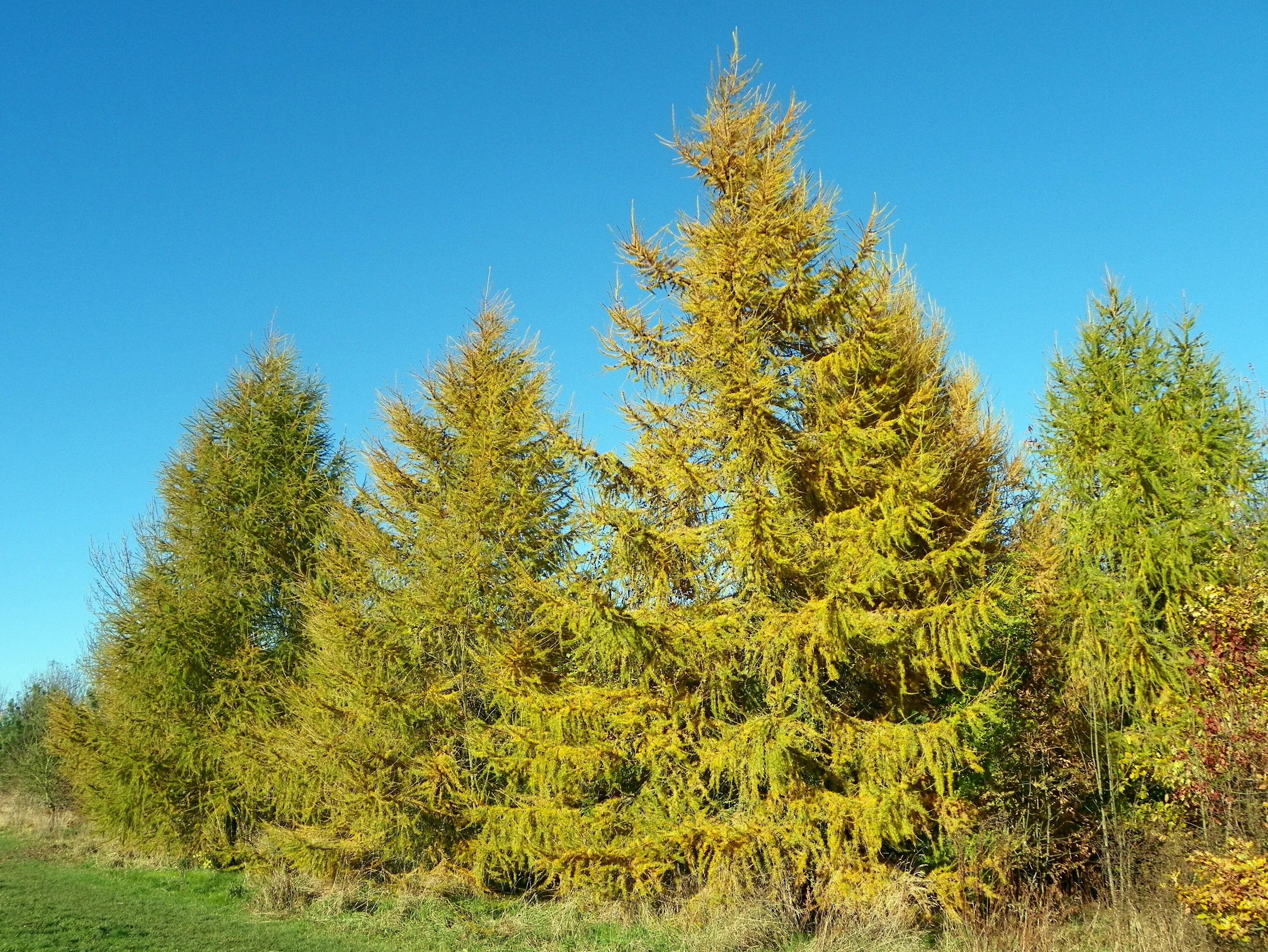 Лиственница Сибирская Larix sibirica. Лиственница европейская Larix decidua. Лиственница Сибирская Бригантина. Лиственница Сибирская (Larix sibirica Ledeb.).