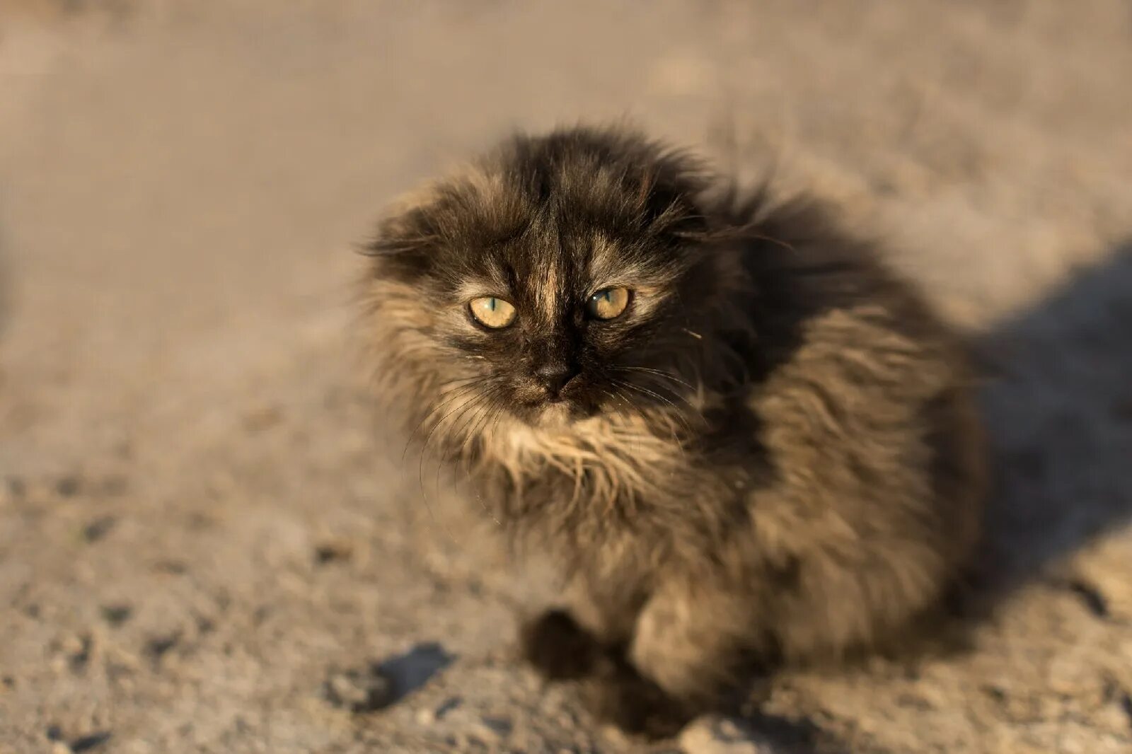 Бездомные котята. Бездомный кот. Милый Бездомный котик. Серый пушистый кот. Жалко котенка