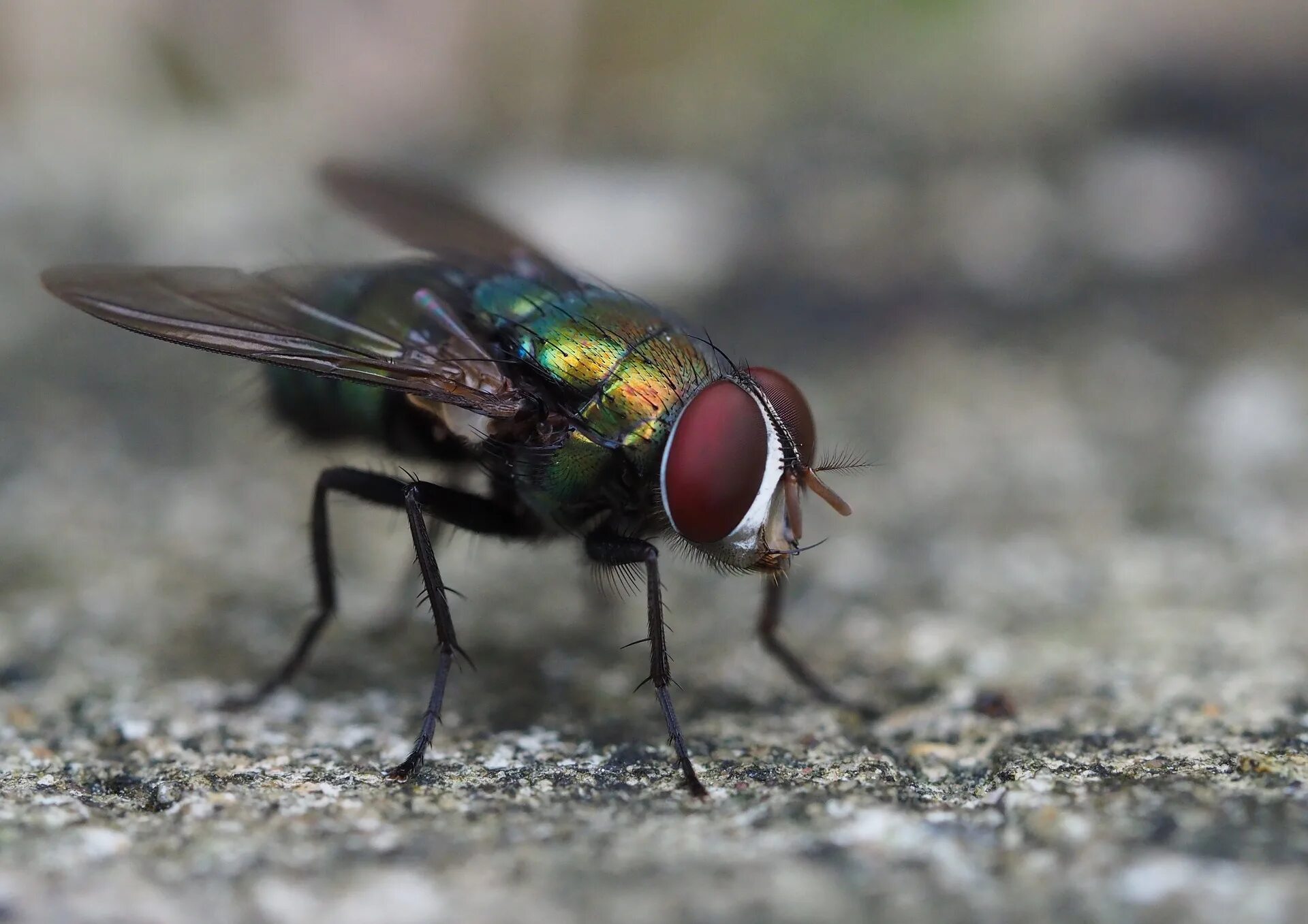 Двукрылые мухи. Двукрылые насекомые комар. Мухи Diptera. Слепень фото златоглазки.