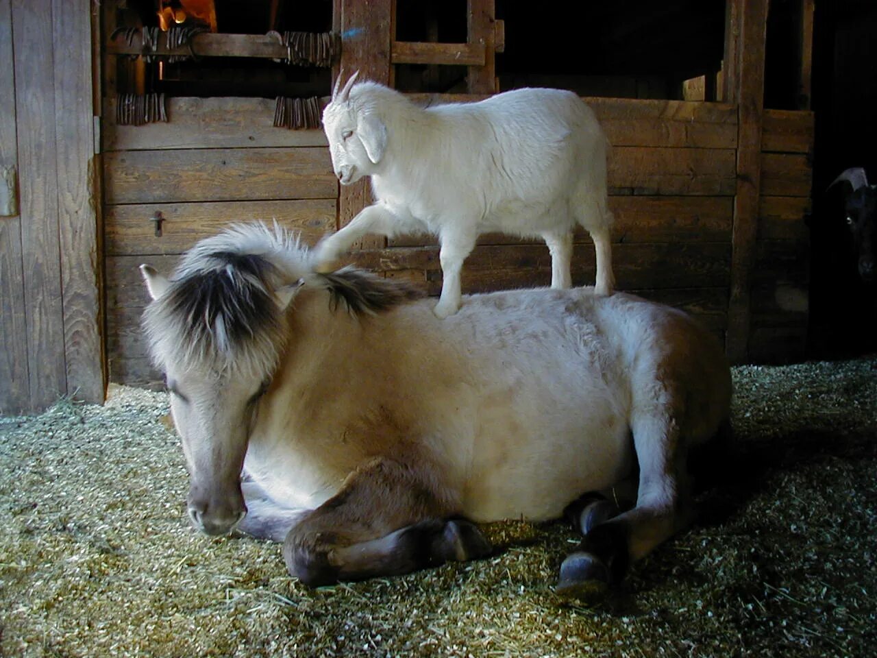 Лошадь и коза. Лошадь и овца. Деревенские животные. Животные в деревне.