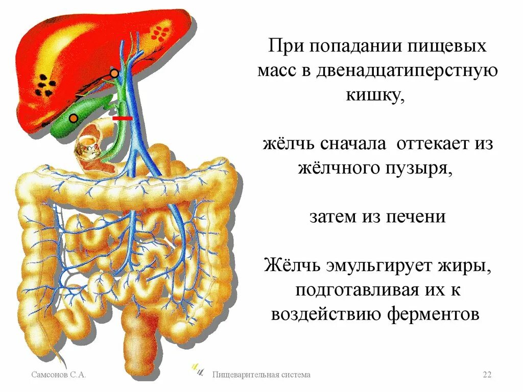 Работа печени и желчного. Желчь поступает в двенадцатиперстную кишку. Желчь в двенадцатиперстной кишке. Из желчного пузыря желчь поступает в печень. Поступление желчи из печени.