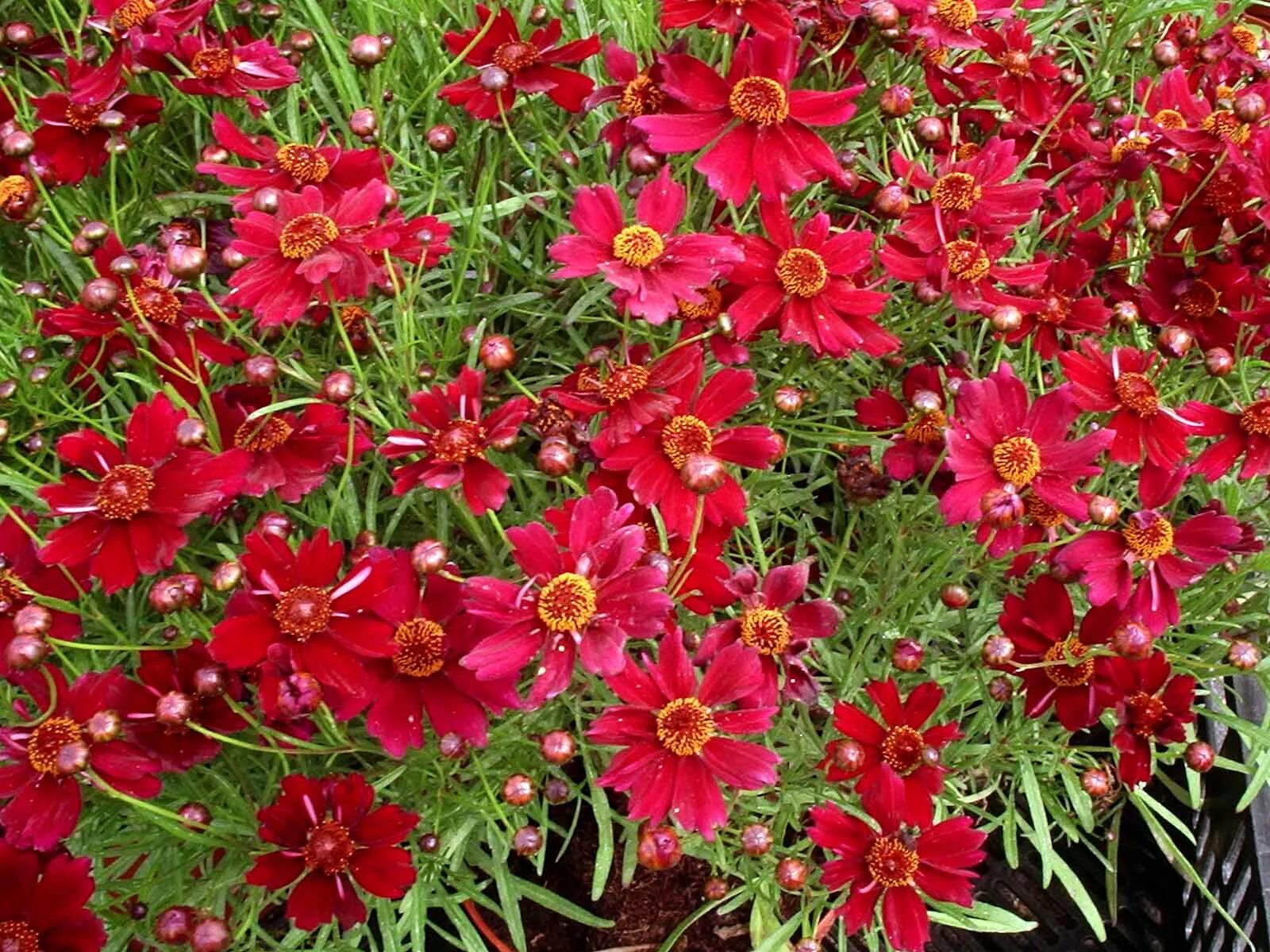 Кореопсис однолетний фото. Кореопсис мутовчатый. Кореопсис coreopsis. Кореопсис однолетний фото. Кореопсис красильный.