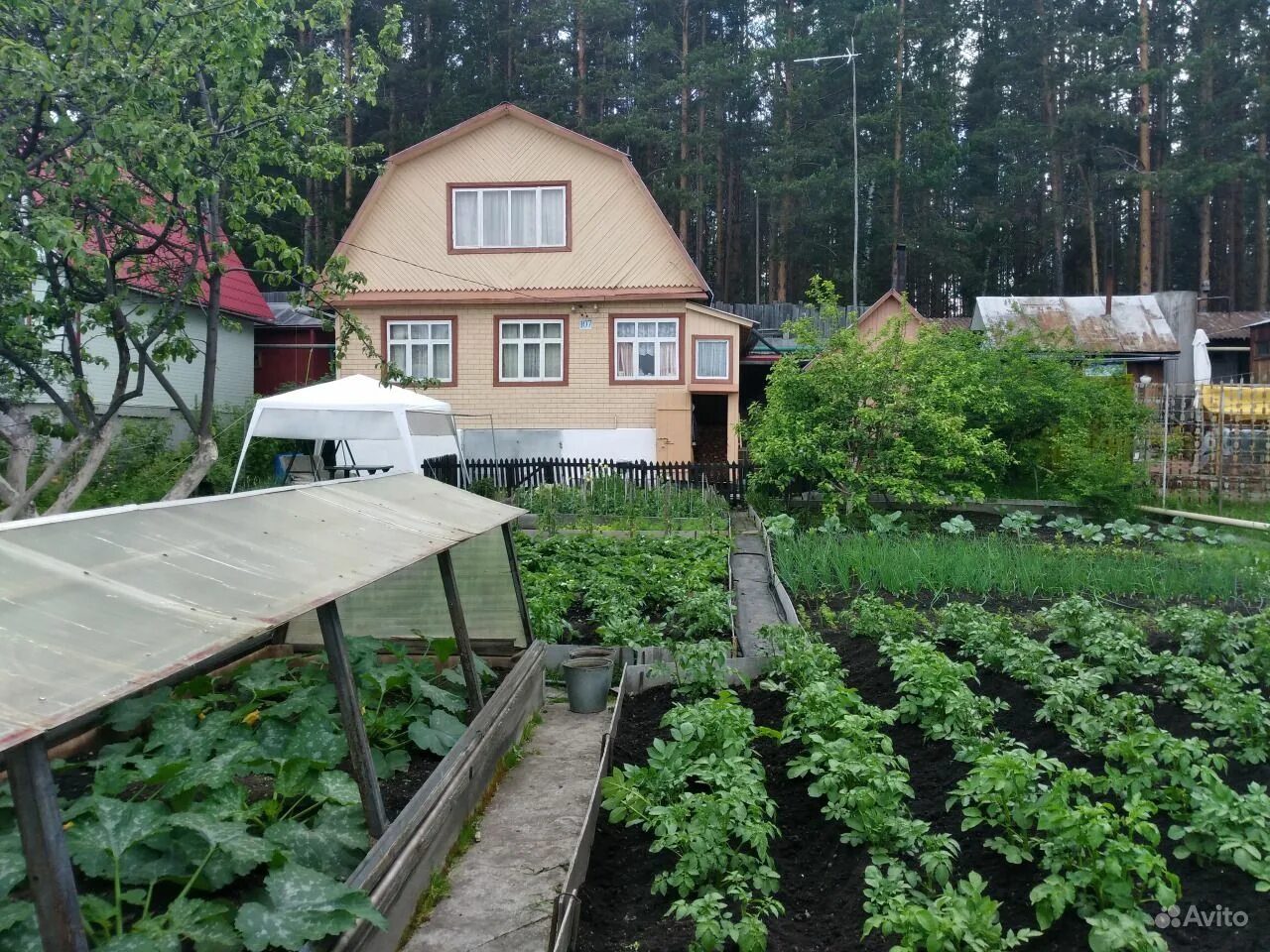 Снт швейник. Ухоженный дачный участок. Дача сортировка. Дачи в рубцовске на старице. Дачи без посредников.