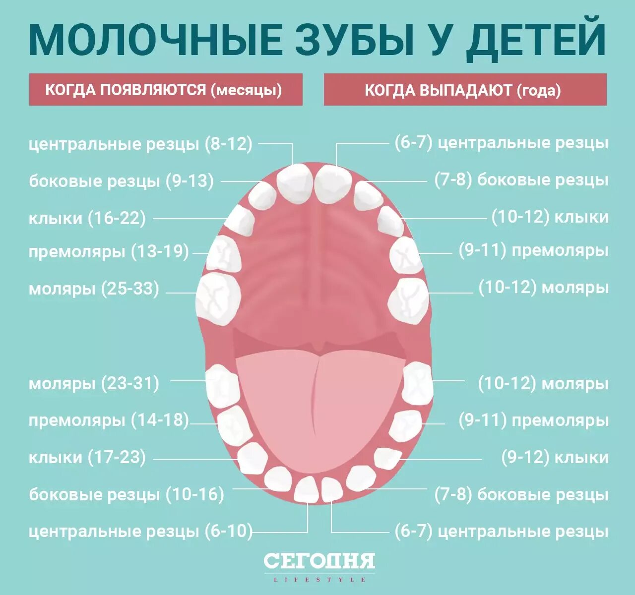 Почему меняются зубы. Схема выпадения зубов. Когда выпадают зубы. Какие молочные зубы выпадают. Какие зубы выпадают у детей.