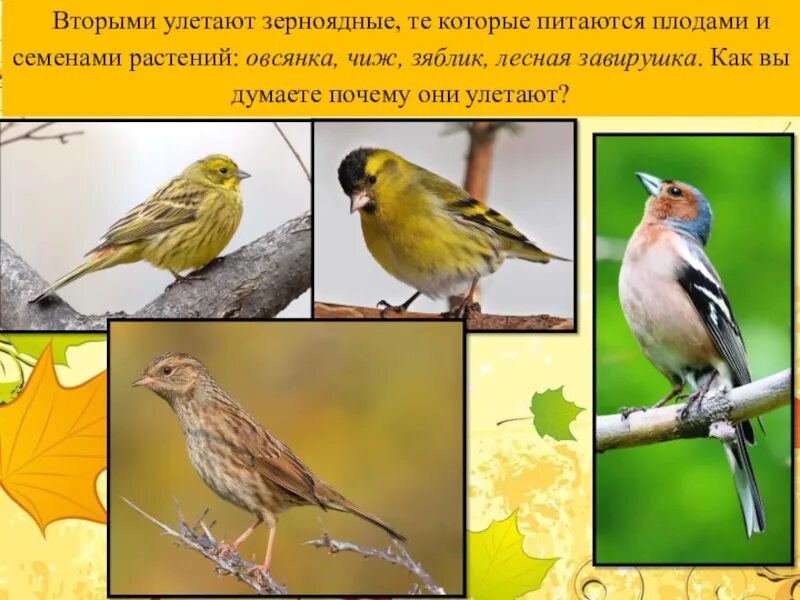 Почему зерноядные птицы